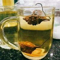 Dược liệu Thiên Nhiên 